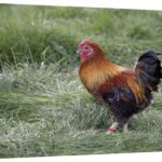 Global Gallery GCS-397531-2436-142 24 x 36 in. Domestic Chicken, P