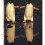 Global Gallery GCS-395585-2030-142 20 x 30 in. Adelie Penguins Crossin