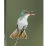 Global Gallery GCS-397321-1624-142 16 x 24 in. Andean Emerald Hummingb