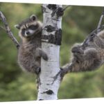 Global Gallery GCS-452202-1218-142 12 x 18 in. Raccoon Two Babies in T