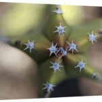 16 x 24 in. Old Man Cactus Detail of Spines, El VIzcaino Biosphere