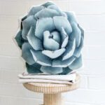 Agave Truncata Pillow, College Student Gift